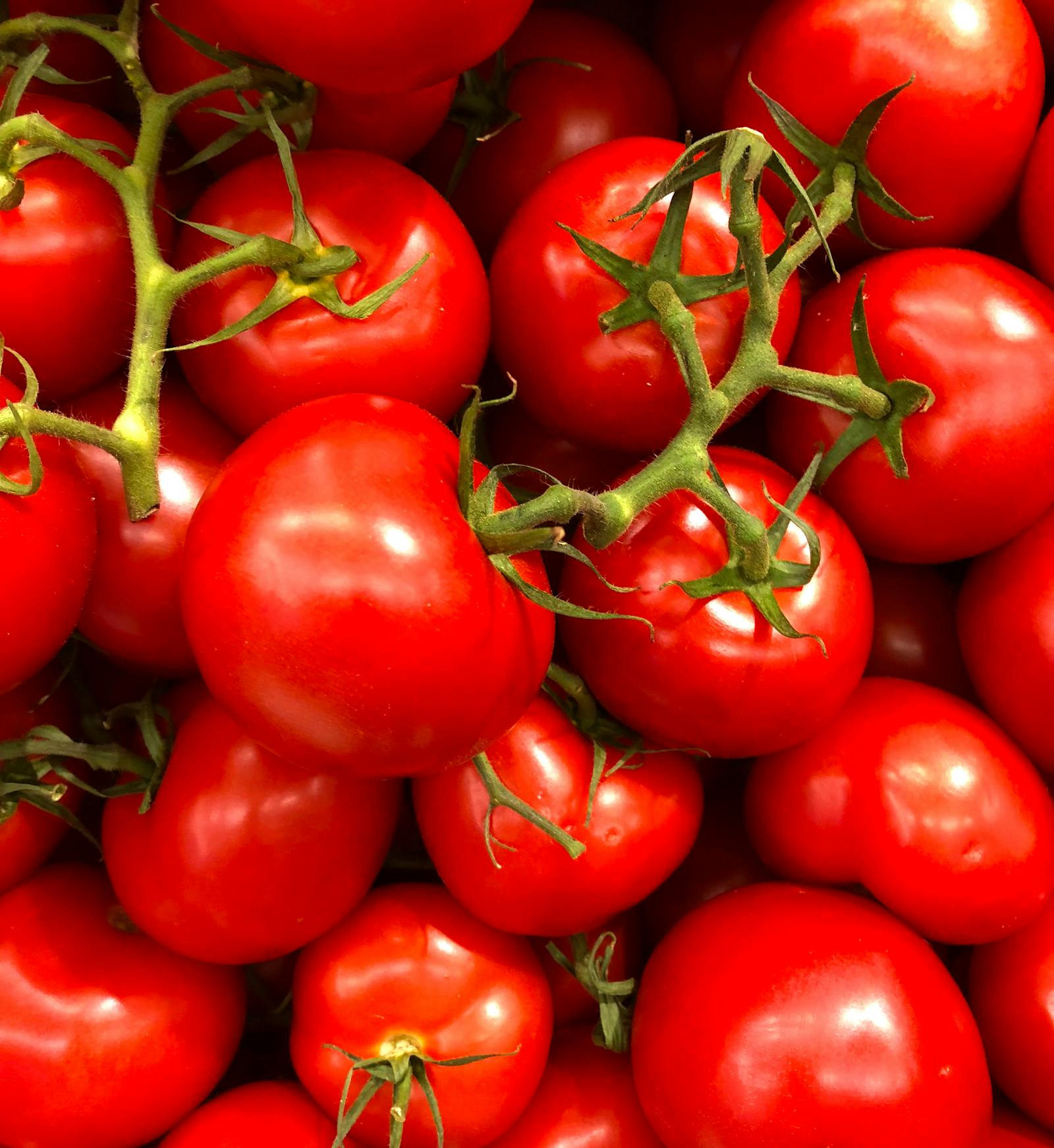Tomates sur la vigne, fraîcheur de marché